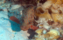 Cephalopholis cyanostigma