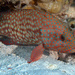 Bluespotted Grouper - Photo (c) craigjhowe, some rights reserved (CC BY-NC)