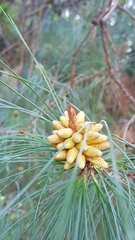 Pinus pseudostrobus apulcensis