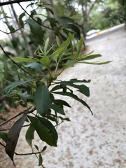 Morella cerifera image