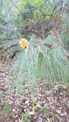 Pinus pseudostrobus apulcensis