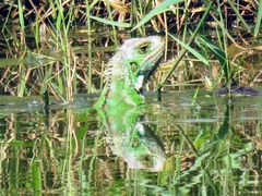 Iguana iguana