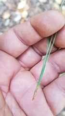 Pinus pseudostrobus apulcensis