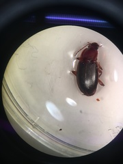 Calathus ruficollis