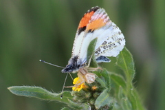 Anthocharis sara sara