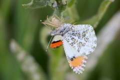 Anthocharis sara sara