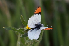 Anthocharis sara sara