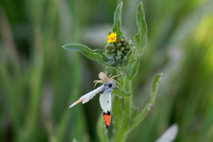 Anthocharis sara sara