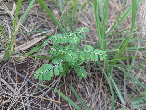 Phyllanthus amarus observed 2026-03-05