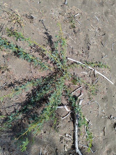 Prosopis juliflora observed 2026-03-05