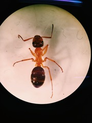 Formicidae
