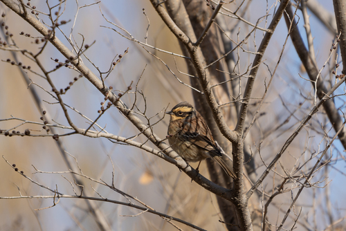 Siberian Accentor (Prunella montanella)