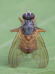 Phaonia rufiventris