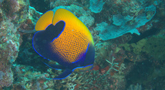 Pomacanthus navarchus