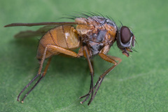 Phaonia rufiventris