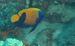 Pomacanthus navarchus