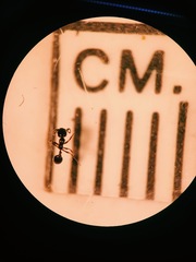 Formicidae