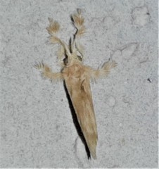 Dalcerides sofia