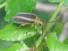 Derospidea brevicollis