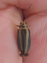 Derospidea brevicollis