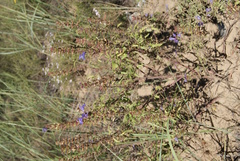 Dracocephalum olchonense