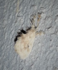 Dalcerides sofia