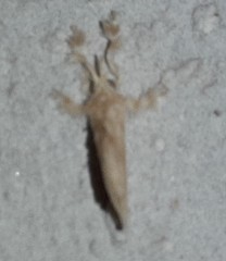 Dalcerides sofia