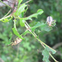 Derospidea brevicollis