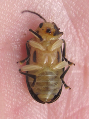 Derospidea brevicollis