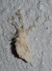 Dalcerides sofia