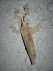 Dalcerides sofia