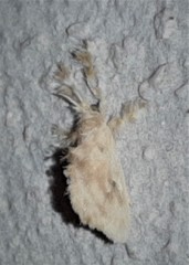 Dalcerides sofia