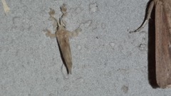 Dalcerides sofia