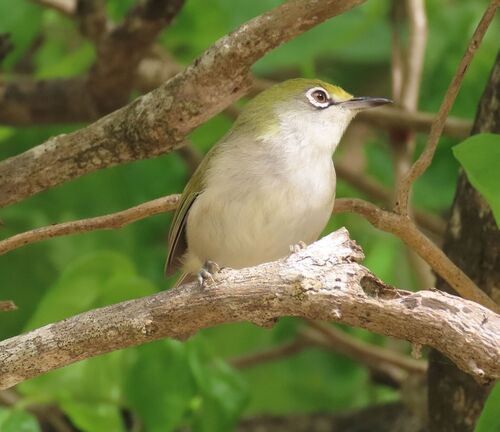 Christmas White-eye (Zosterops natalis), photo 9