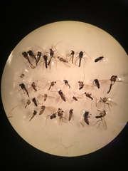 Diptera