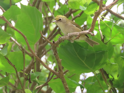 Christmas White-eye (Zosterops natalis), photo 10