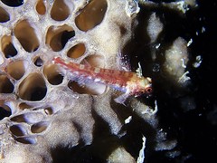 Enneapterygius larsonae
