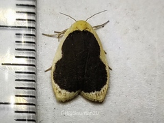 Pseudoblabes oophora