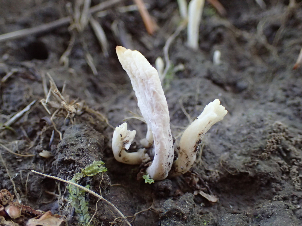 Clavulina rugosa · March 2026 · photo: © fuligogirl (iNaturalist, cc-by)
