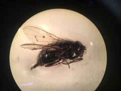 Muscidae