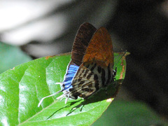 Drupadia ravindra moorei