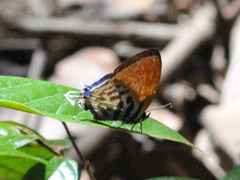 Drupadia ravindra moorei