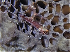 Enneapterygius larsonae
