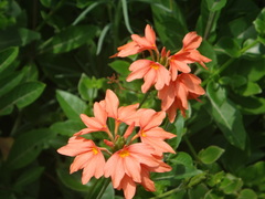 Crossandra fruticulosa