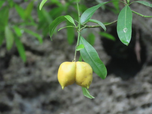 Ochrosia ackeringae observed 2026-02-28