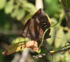 Arhopala centaurus nakula