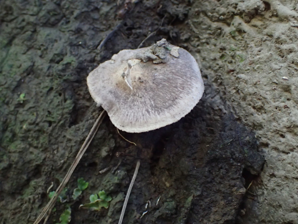 Tricholoma terreum · March 2026 · photo: © fuligogirl (iNaturalist, cc-by)