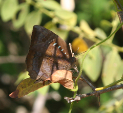 Arhopala centaurus nakula