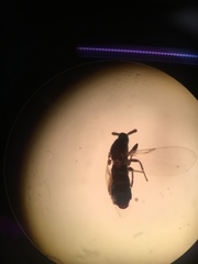 Diptera