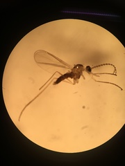 Diptera